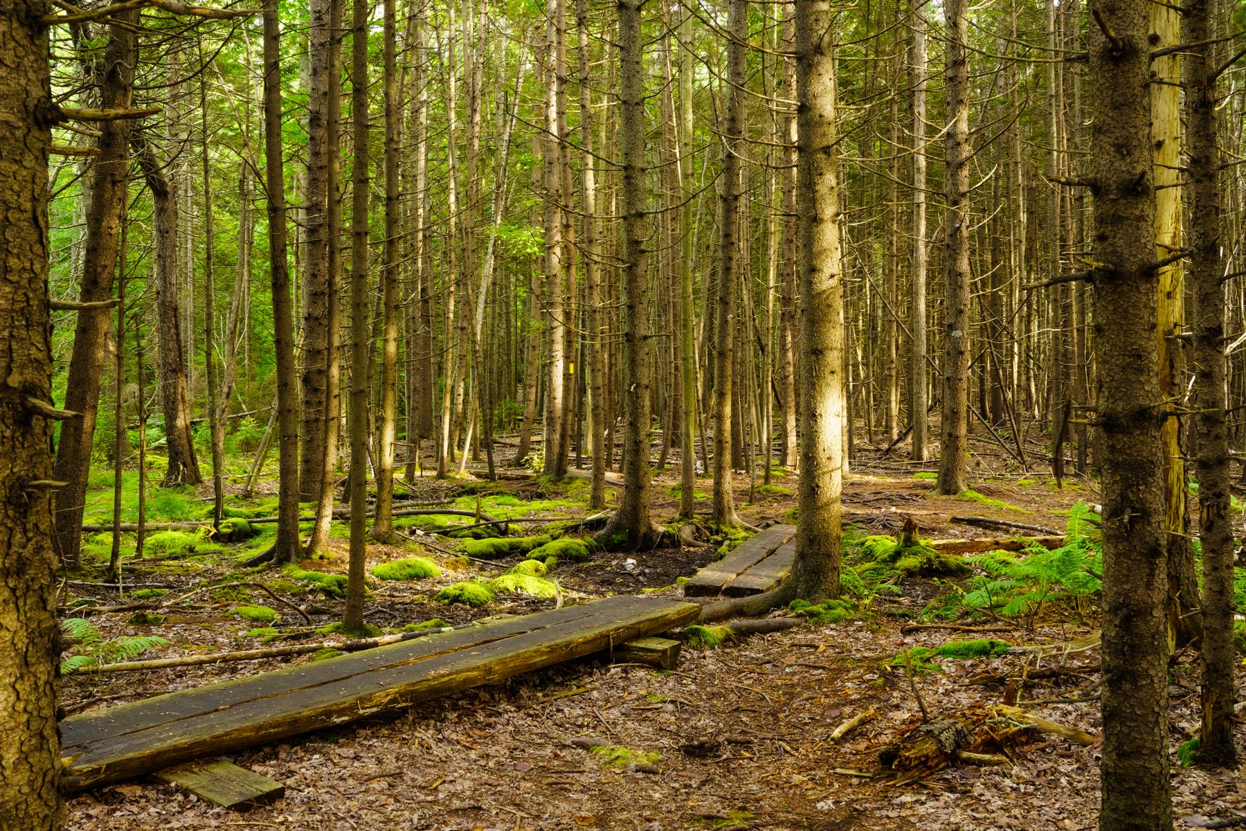 Boardwalk trail through mossy forest at Curtis Farm Preserve
